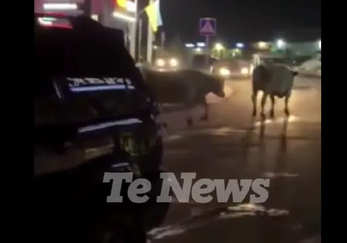 У Підволочиську містом гуляють великі бики: курйоз потрапив на відео