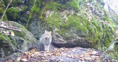 лісовий кіт