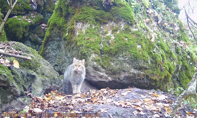 лісовий кіт