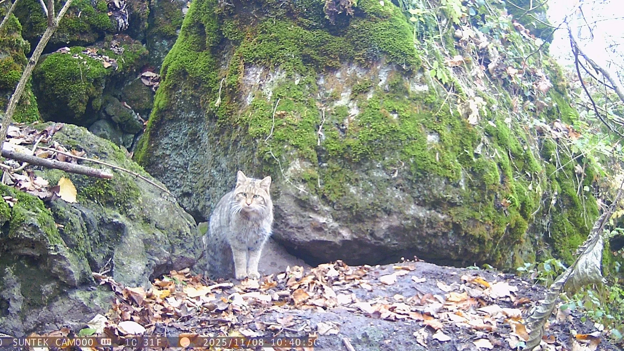 лісовий кіт