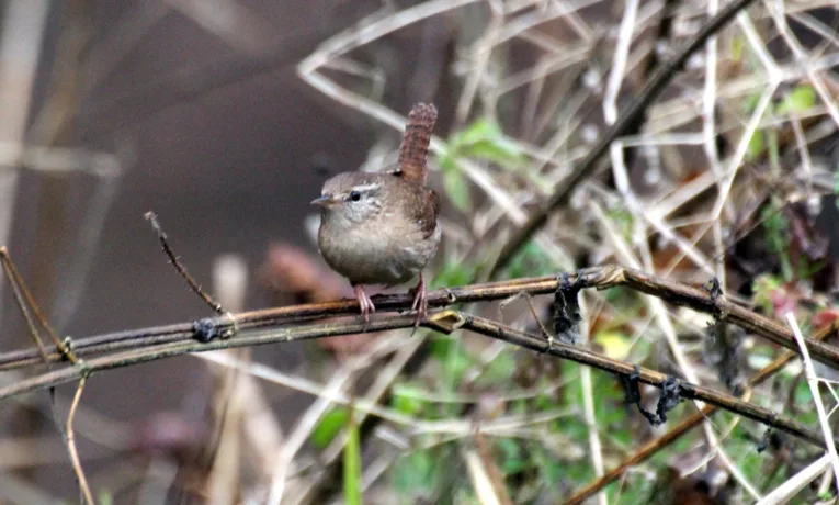Волове очко