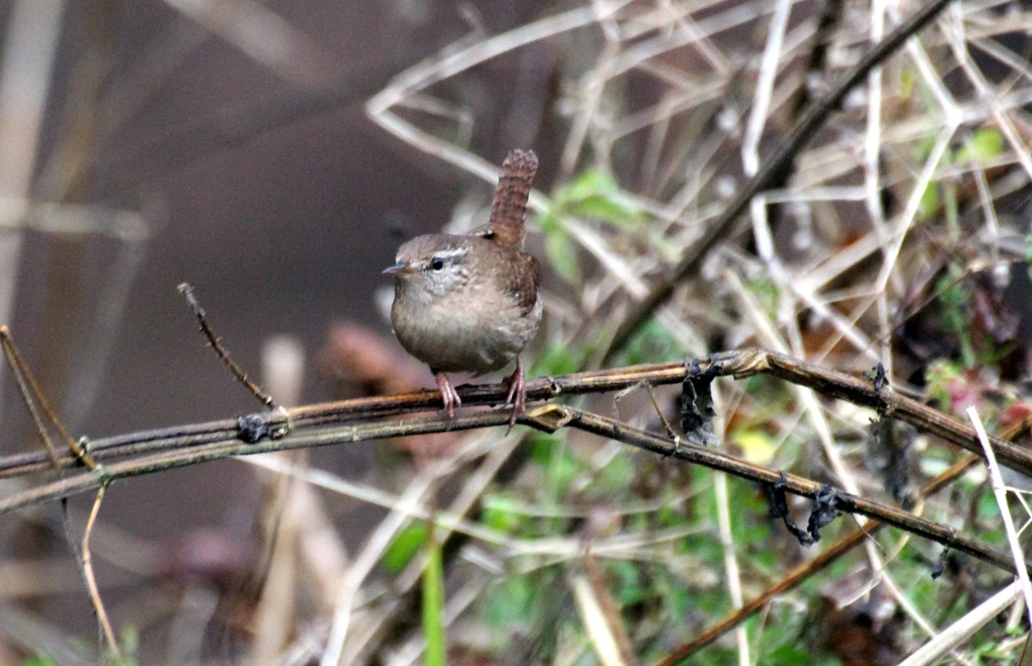 Волове очко