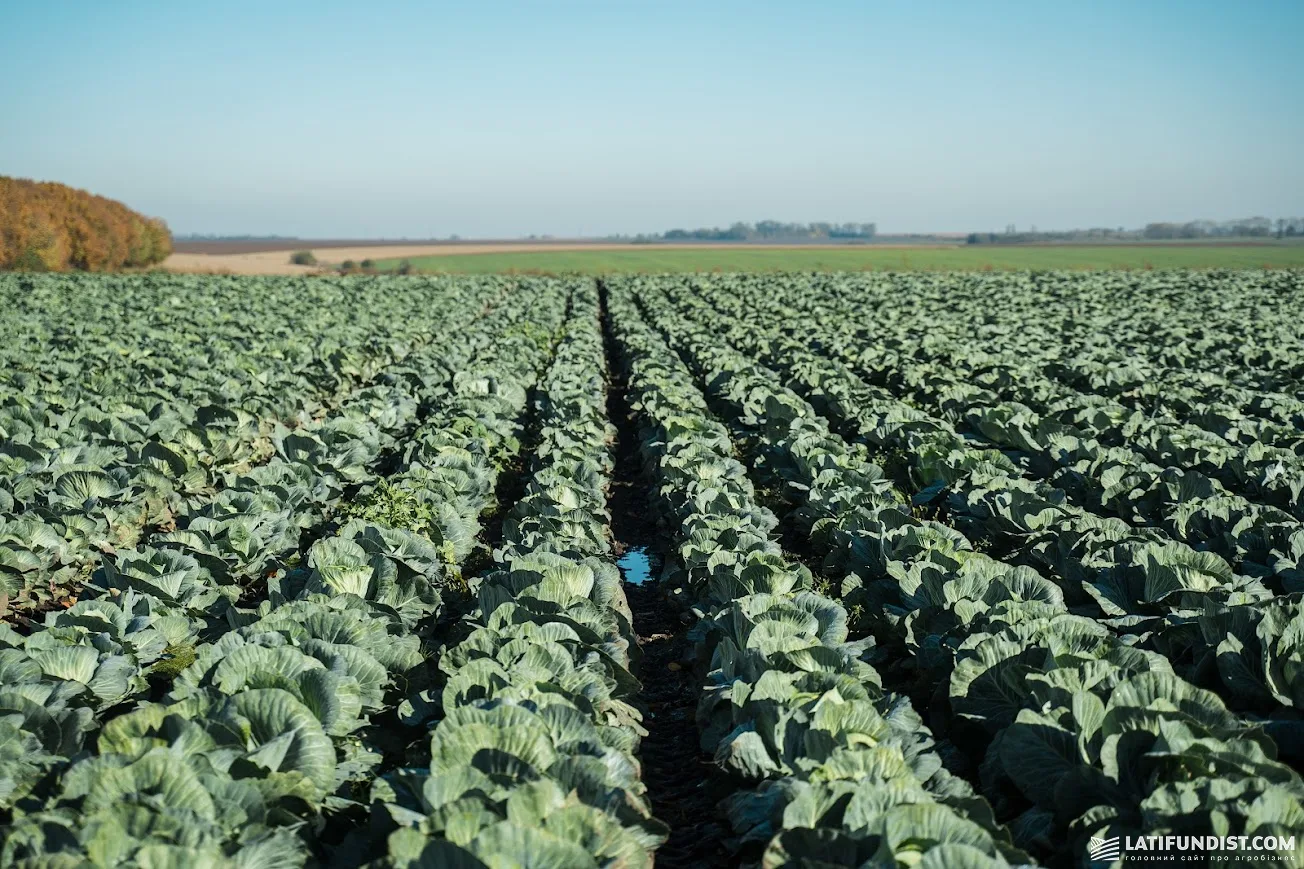 овочесховище