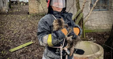 витягли кота