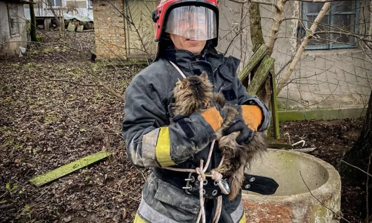 витягли кота