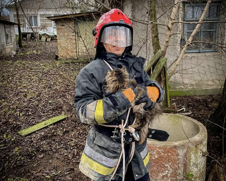 витягли кота