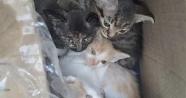 чотирьох кошенят