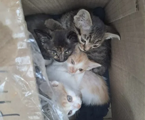 чотирьох кошенят