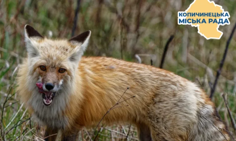 відстріл хижих тварин