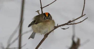 вирує життя