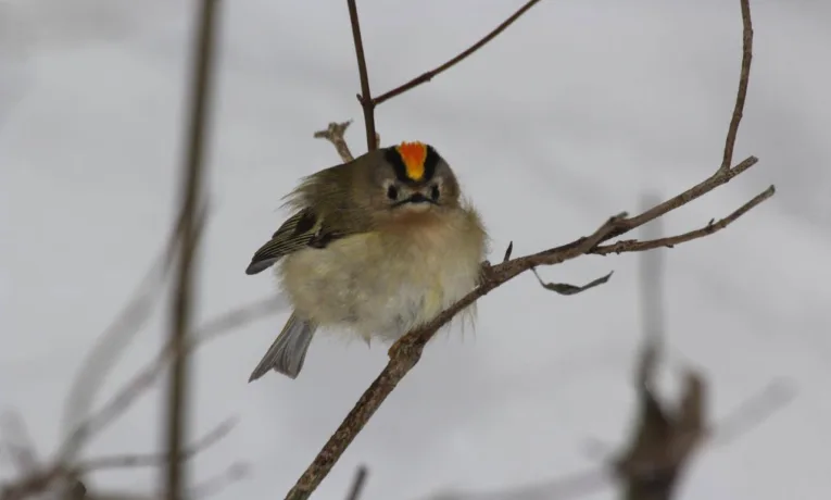 вирує життя