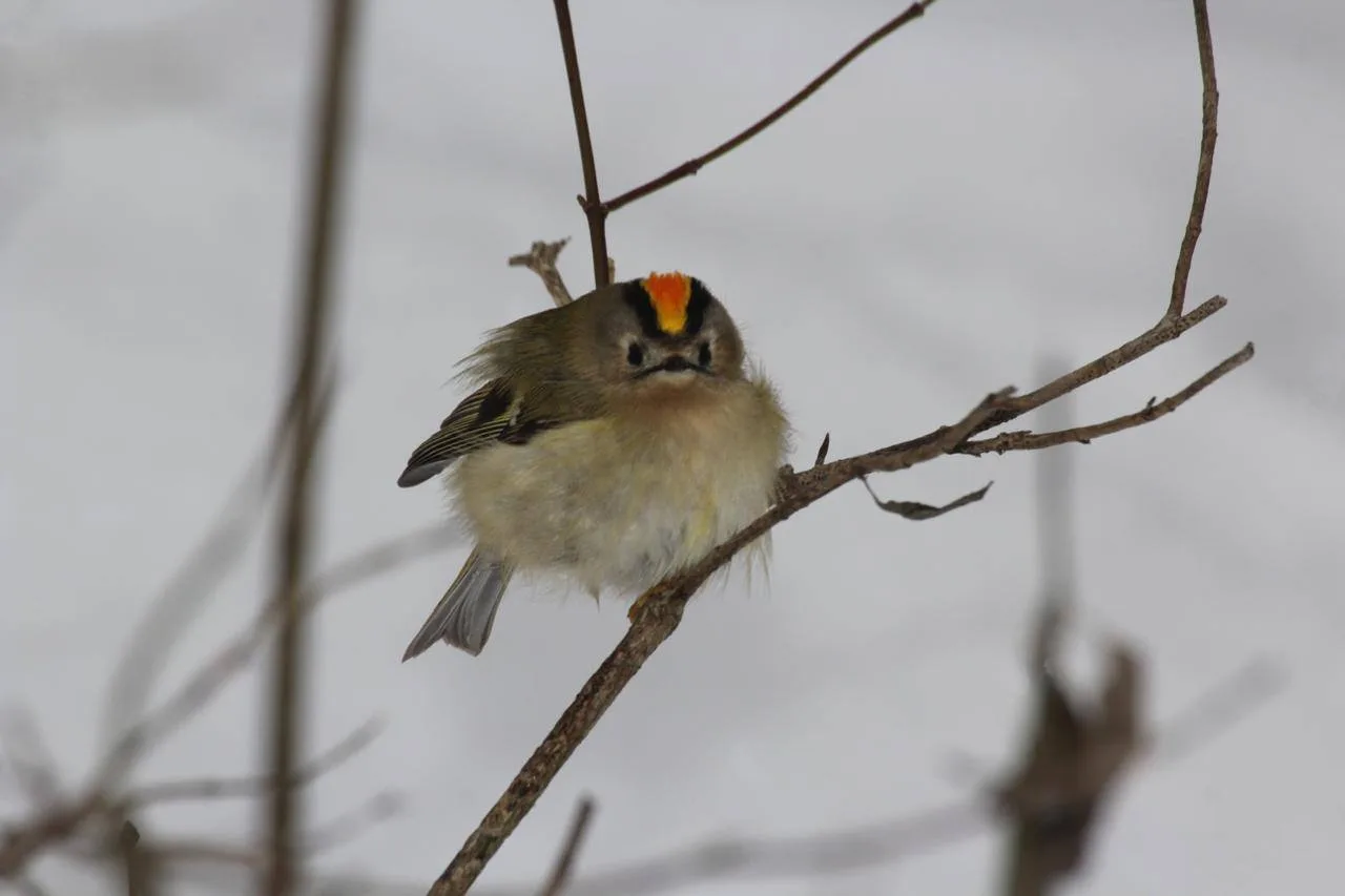 вирує життя