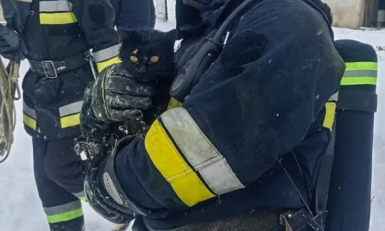 дістали кота