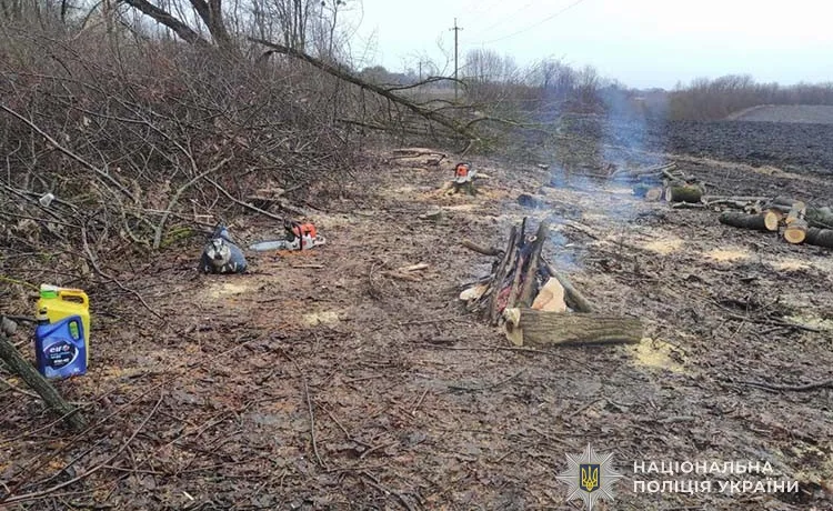 Вирубка дерев