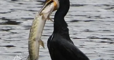 присутність бакланів