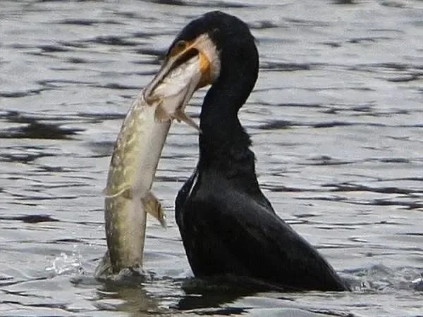присутність бакланів