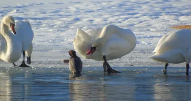 Незамерзлі плеса