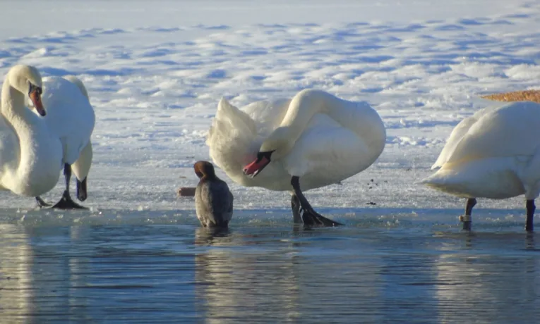 Незамерзлі плеса