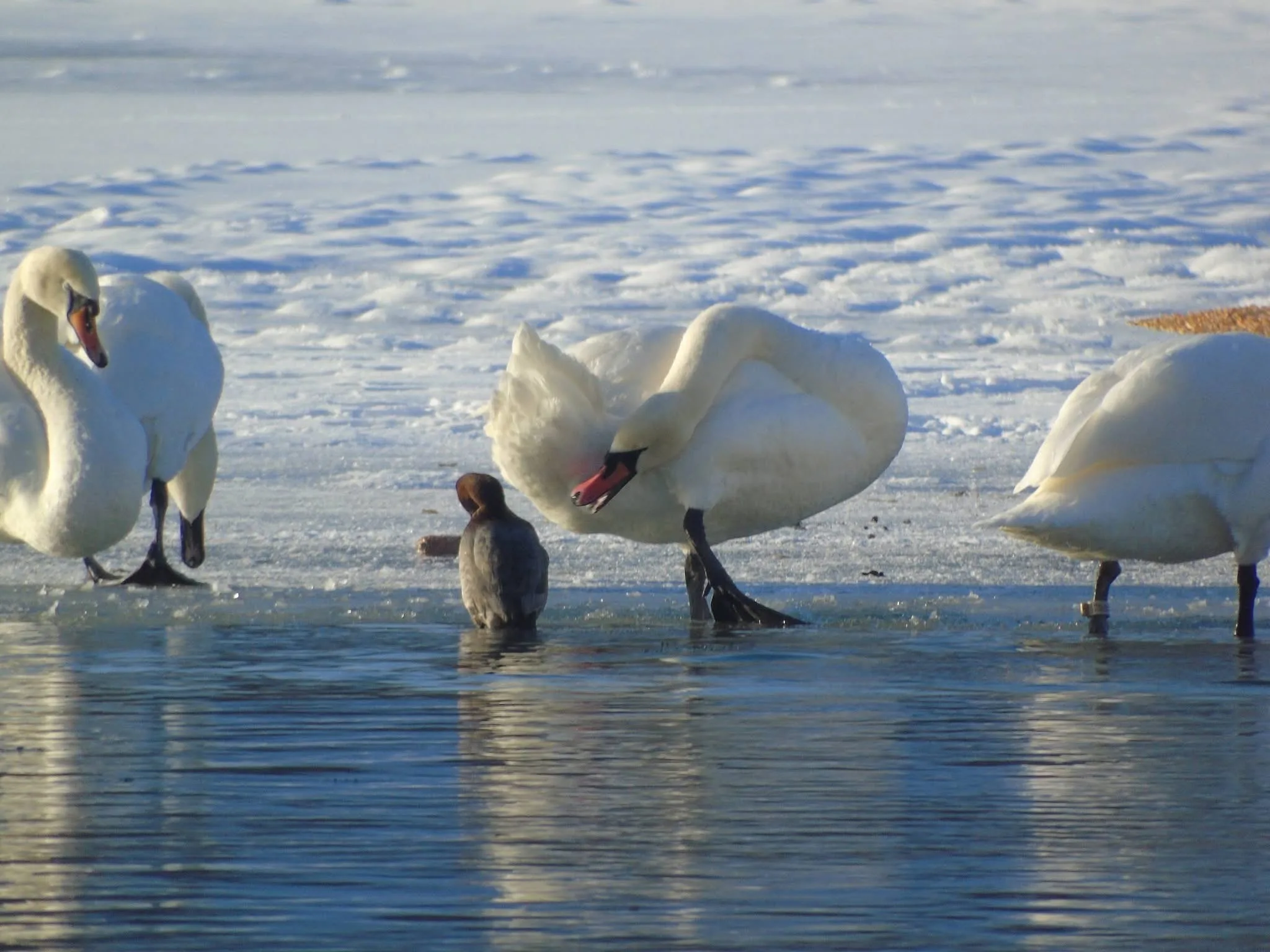 Незамерзлі плеса