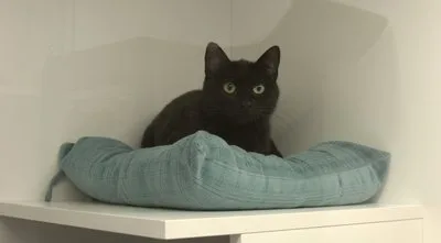 Кішка Нічка