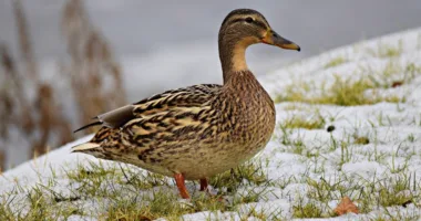 Зимівля качок