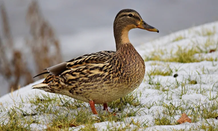 Зимівля качок