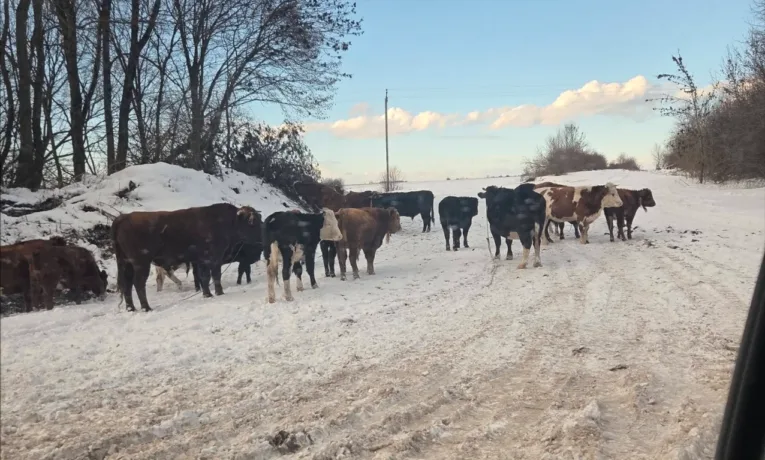 На Тернопільщині по дорозі ходить багато тварин
