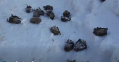 Замерзлі кажани у Тернополі у дворі: містяни б’ють на сполох