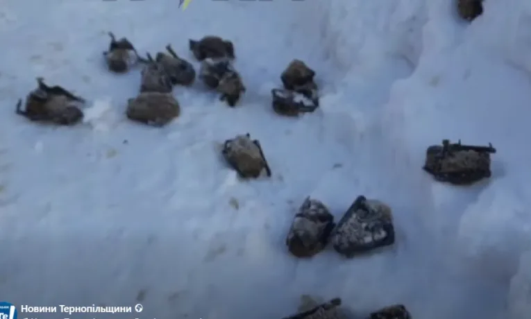 Замерзлі кажани у Тернополі у дворі: містяни б’ють на сполох