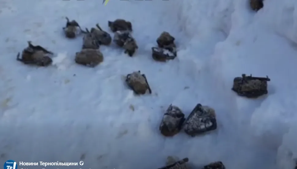 Замерзлі кажани у Тернополі у дворі: містяни б’ють на сполох