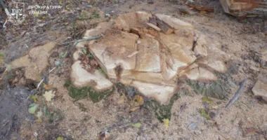 судитимуть лісорубів