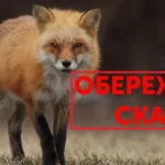 випадок сказу