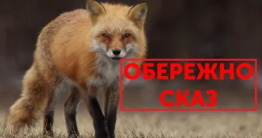 випадок сказу