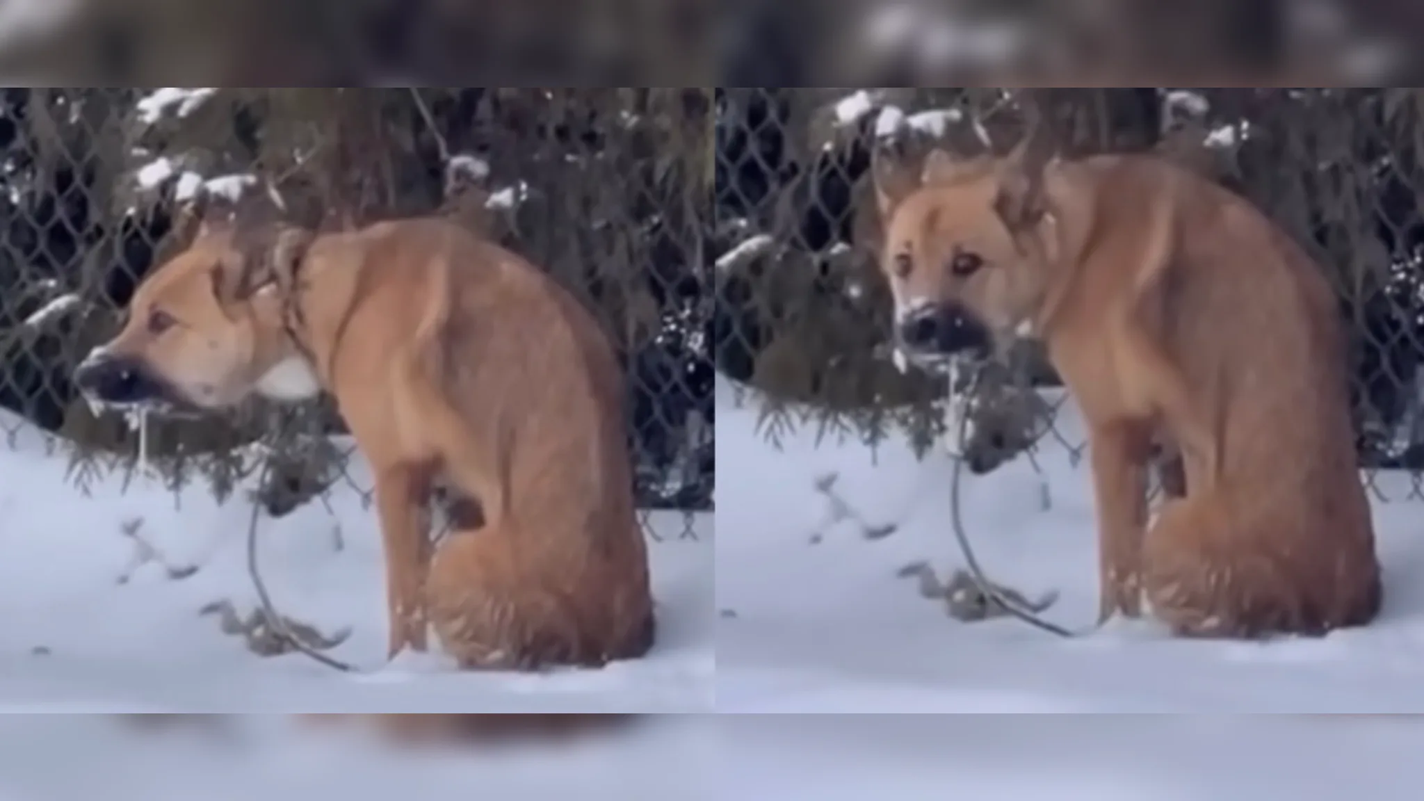 Розшукують собаку