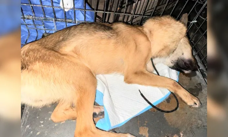 Розшукують собаку