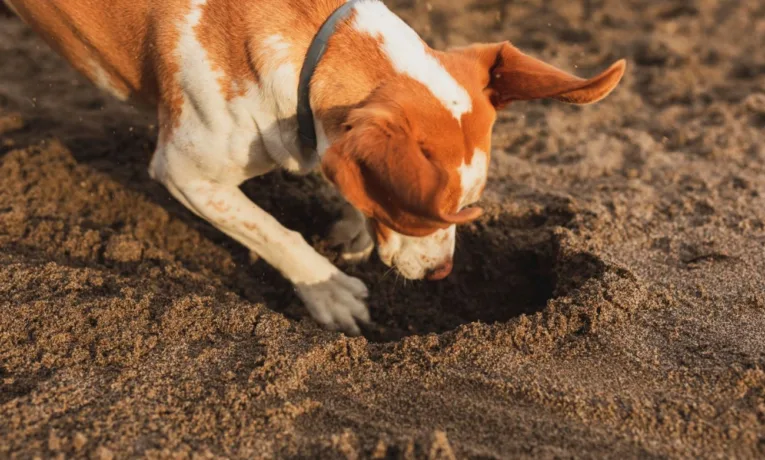 Випадок стався у Кременці. Мисливець застрелив пса