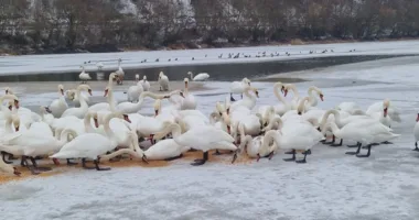 Підгодівля тварин