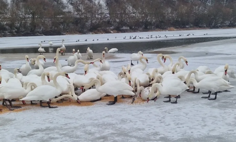 Підгодівля тварин