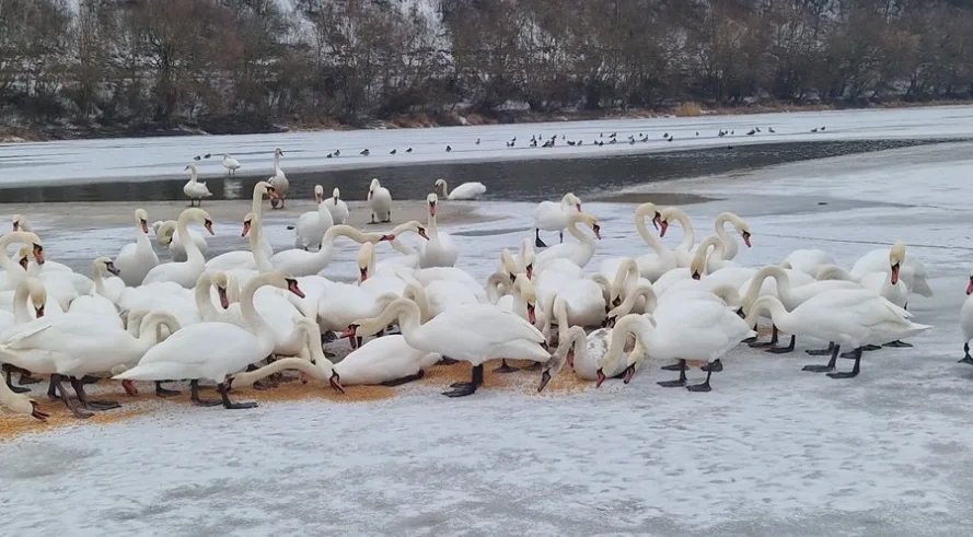 Підгодівля тварин