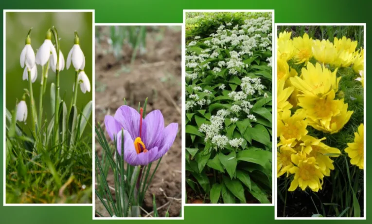 первоцвіти