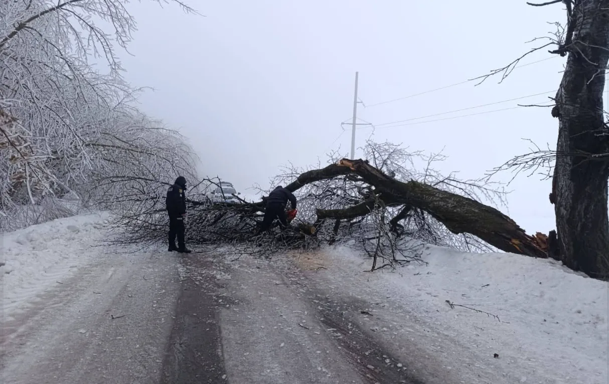 На Підгаєччині поліцейські разом із водіями оперативно розчистили трасу від поваленого дерева