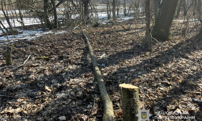 Запропонував ліснику 8 тисяч гривень: на Тернопільщині розслідують спробу підкупу