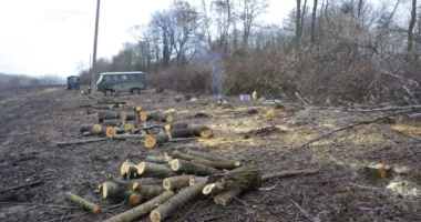 державні дерева