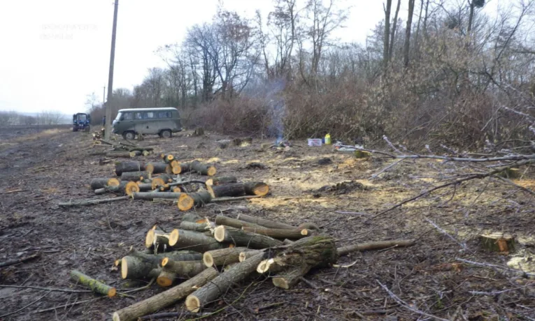 державні дерева