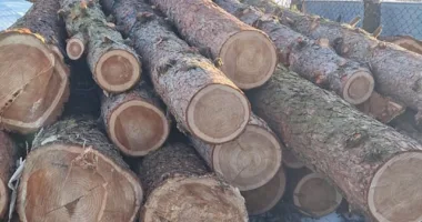 незаконна порубка лісу