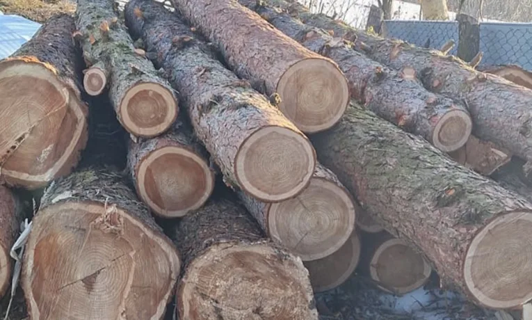 незаконна порубка лісу