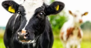 хвороба худоби