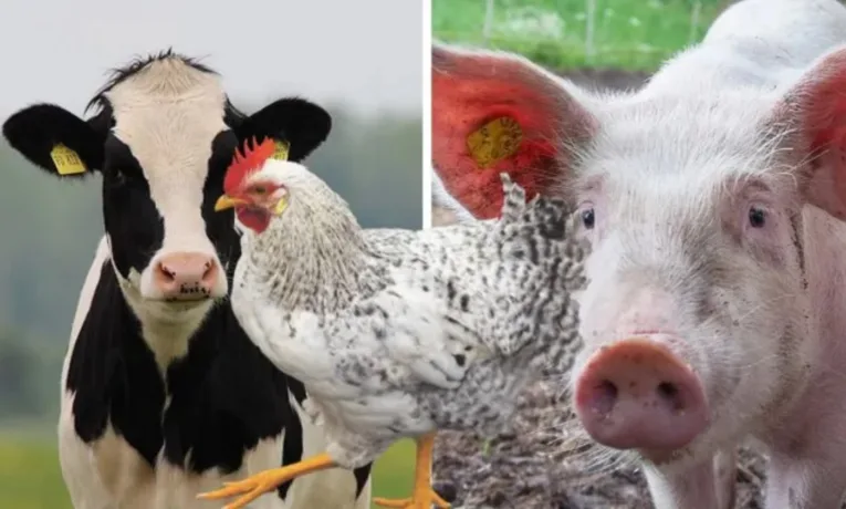 Тваринництво