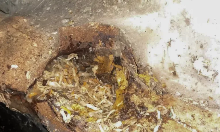 Черговий засмічений колектор: тернополяни знову змили харчові відходи в унітаз