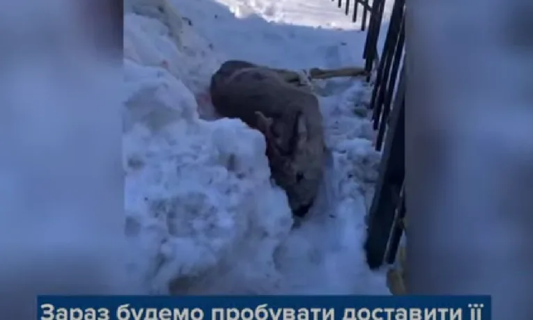 У Тернополі косуля застрягла у металевій огорожі